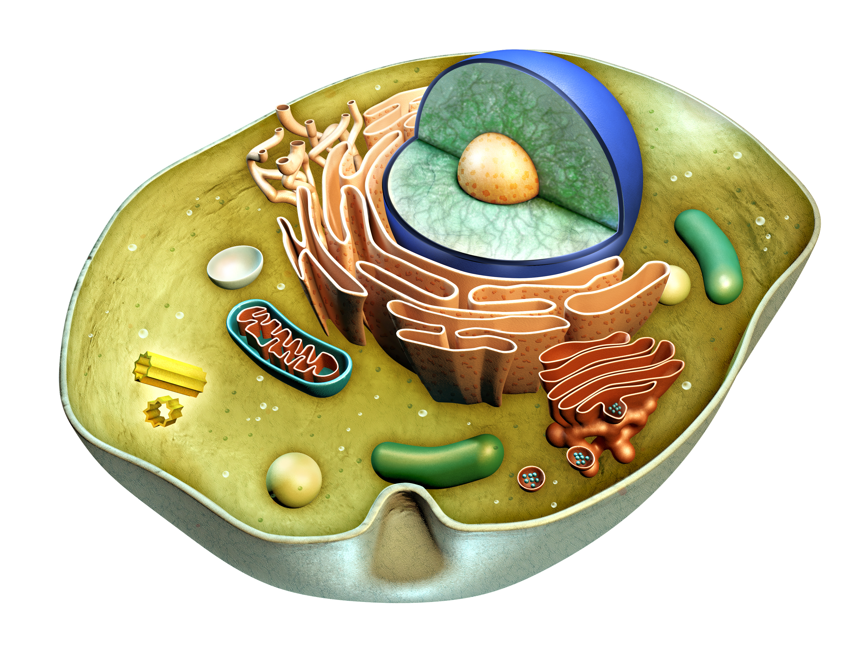 human cell clipart - photo #37